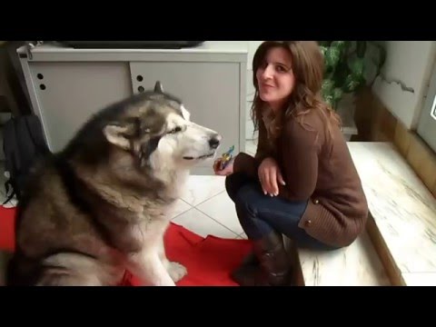 Big Funny Alaskan Malamute