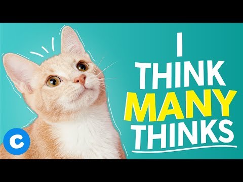 10 Things Your American Shorthair Is Thinking Right Now | Chewy