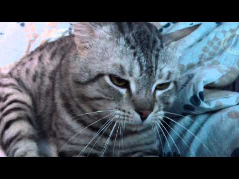 California Spangled Cat by HourPhilippines.com