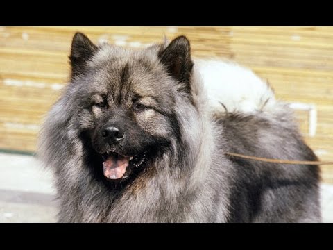 Eurasier - Raza de Perro