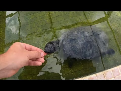 ¡¡Dando de comer a mis tortugas africanas!!🍗🐢