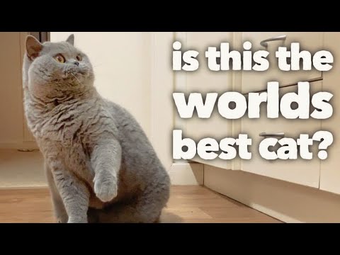 British Shorthair Cat Review after 5 years: The worlds best cat? (OFFICIAL VIDEO)