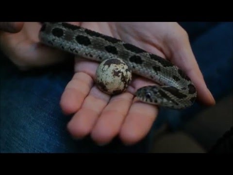 Helena isst ein Ei - Dasypeltis Scabra - african egg eating snake