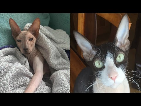 PETERBALD CATS 2021