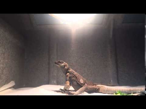 Angel Island Chuckwalla(척왈라)