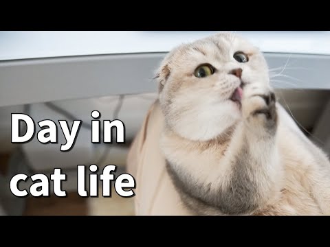 A day in cat life | What&#039;s it like to have a scottishfold cat | cuddly cat | What cat does all day