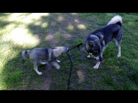 Swedish Elkhounds - Jamthund Male Rico and Jamthund Female Aina