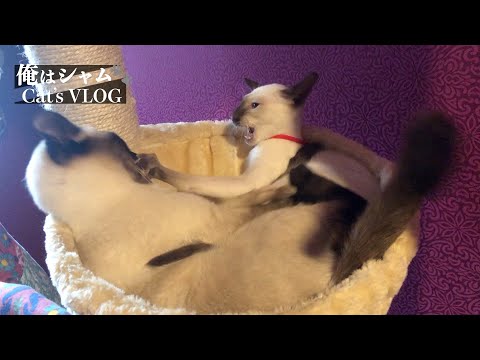 CATS FIGHT 👊 Old Siamese VS Modern Siamese kitten