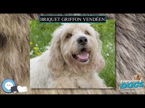 Briquet Griffon Vendéen 🐶🐾 Everything Dog Breeds 🐾🐶