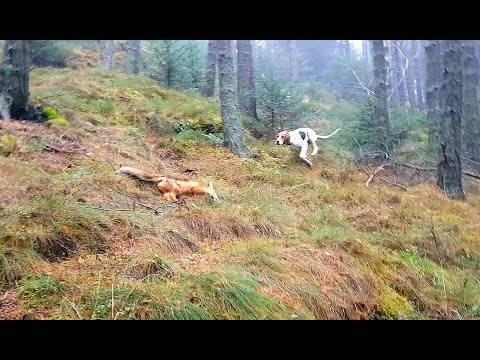 Foxhunting with halden hound and fox terrier 07.11.20