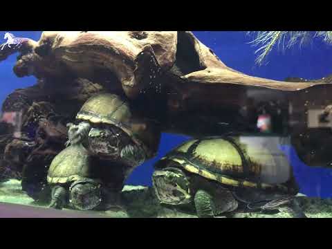 African Mud Turtles (Pelusios Castaneus) - Africa Turtles
