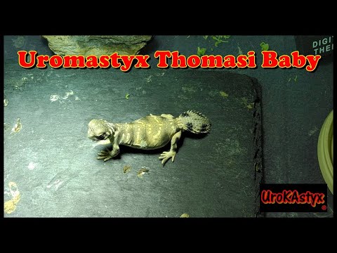 Uromastyx Thomasi Baby (Rambo)