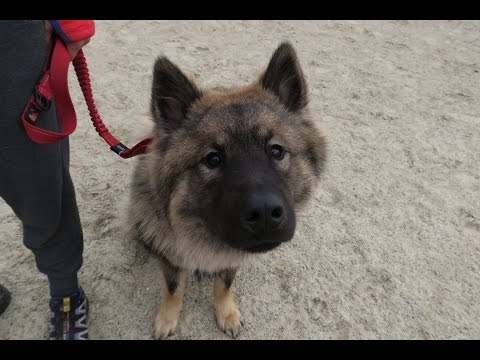 Raffi - Eurasier - 3 Week Residential Dog Training at Adolescent Dogs