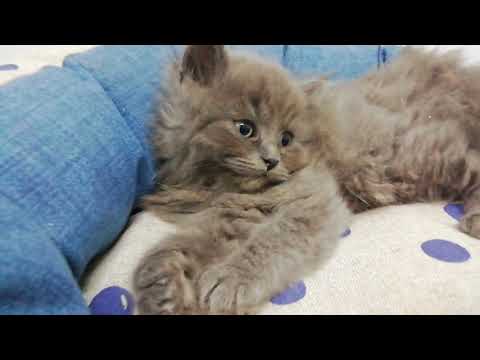 Gato British Longhair Azul Aquanatura Barcelona