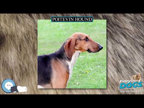 Poitevin hound 🐶🐾 Everything Dog Breeds 🐾🐶