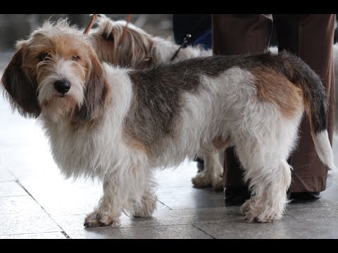 Grand Basset Griffon Vendeen / Raza de Perro