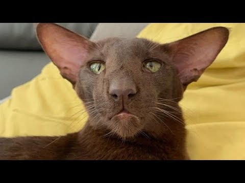 Talkative Oriental Shorhair Cat Meow All Day : Carla&#039;s Sweet Voice : Ориентальная Кошка