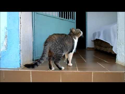 Typical Brazilian Shorthair Cat