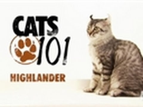 Highlander | Cats 101