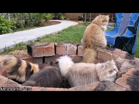 A Ton of Persian Cats