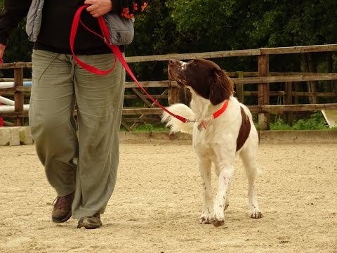 Spyker - Partridge Dog (Spaniel) - 4 Week Residential Dog Training at Adolescent Dogs