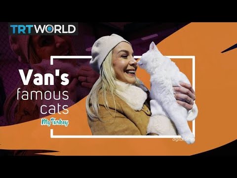 My Turkey: The very special Turkish Van cats