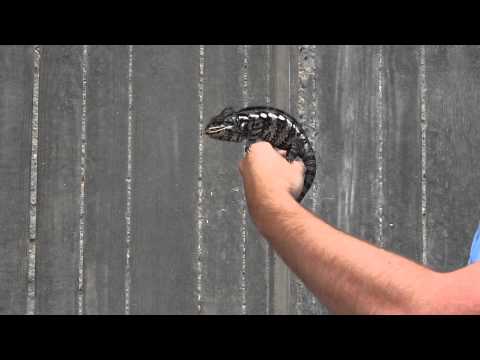 Oustalets Chameleon (Furcifer oustaleti) Hand-Feeding