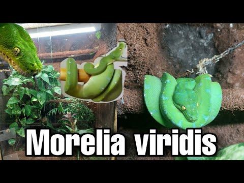 LUIS LA MIA Morelia viridis - COME LA TENGO