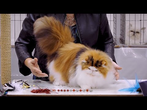 CFA International Cat Show 2018 - Persian kitten class judging - BiColors.2