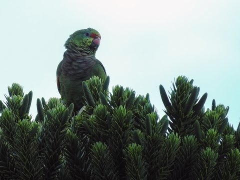 Papagaio-de-peito-roxo em Itamonte - Minas Gerais