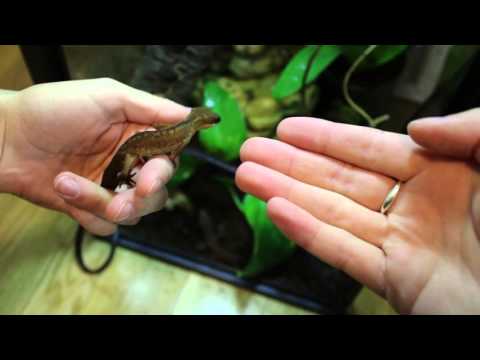 Malaysian Cat Eyed Gecko Handling (Aeluroscalabotes felinus)