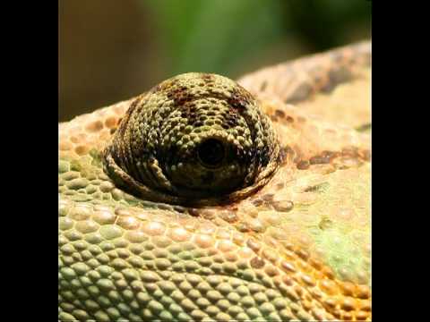 Veiled Chameleon (Chamaeleo calyptratus) Close-Up