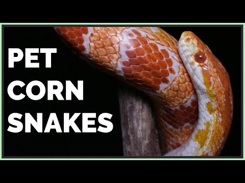 Pros and Cons of Corn Snakes as Pets