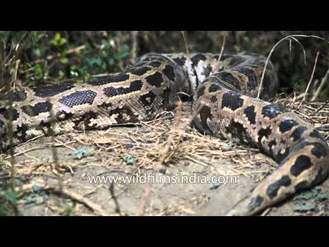 Indian Rock Python or Python molurus, with porcupine quill stuck in his body