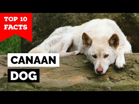 Canaan - Top 10 Facts