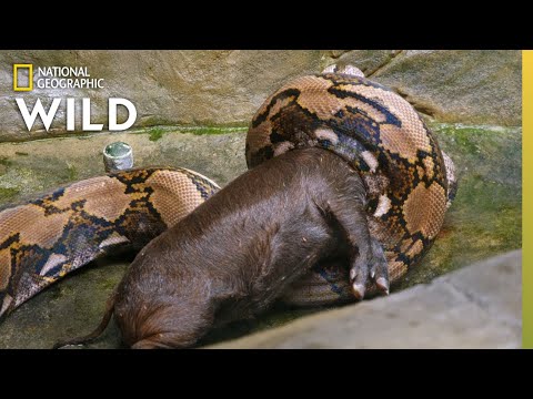 Feeding a Reticulated Python | Secrets of the Zoo: Down Under