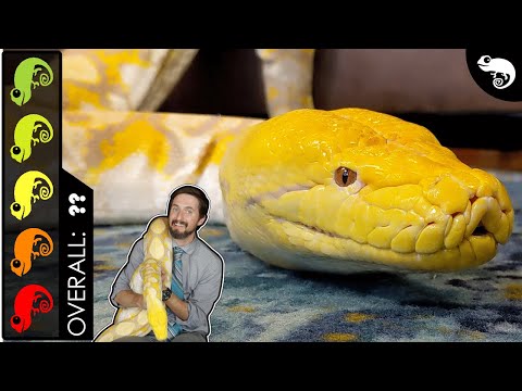 Reticulated Python, The Best Pet Snake?