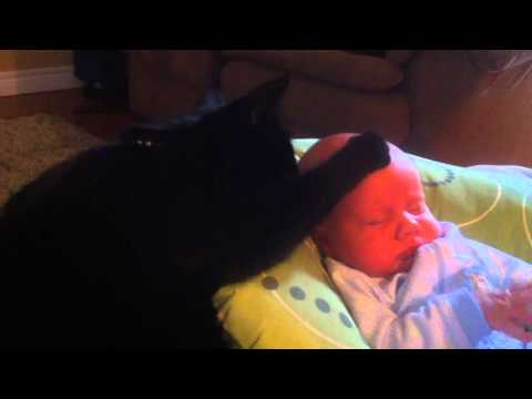 Cat soothing crying baby to sleep - too cute!