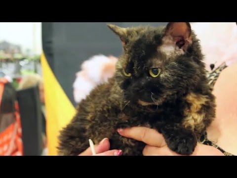Get to Know the Selkirk Rex