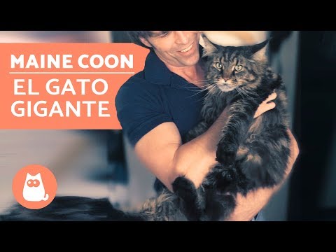 MAINE COON - La raza de gato gigante