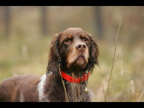 Picardy Spaniel (Epagneul Picard)