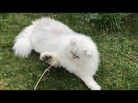 Chinchilla Persian Cat Playing (My Fluffy Snow Leopard)