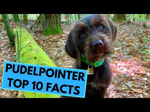 Pudelpointer - TOP 10 Interesting Facts