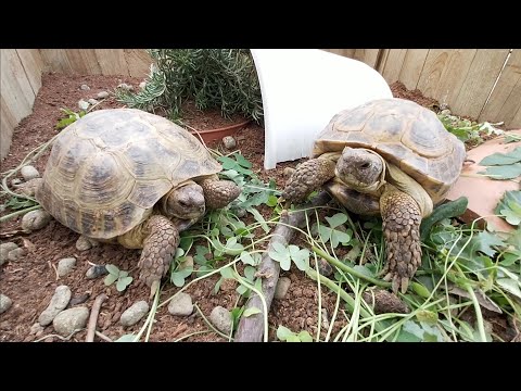 tortoise Testudo horsfieldii o tortuga rusa en terrario exterior