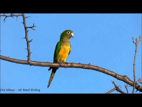 Cactus Parakeet - Periquito-da-caatinga - Eupsittula cactorum -