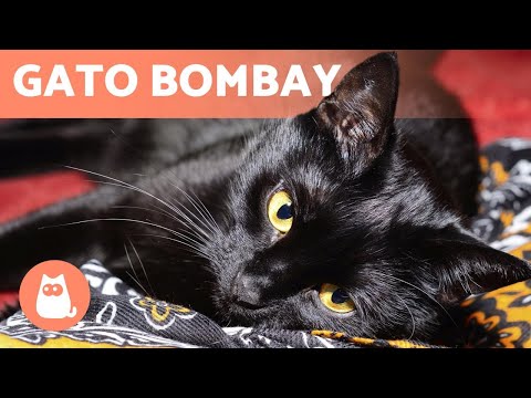 GATO BOMBAY 🐱 ¡Características, cuidados y salud! 🐾