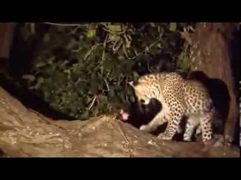 Un leopardo mata a un mono y cuando va a devorarlo descubre al bebé de su víctima y...