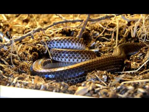 serpent arc-en-ciel (Xenopeltis unicolor) mange