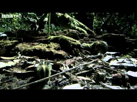Madagascan Tenrecs Use Quills To Communicate - Madagascar, Lost Worlds, Preview - BBC Two
