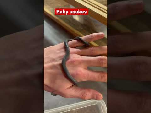 Baby snakes boaedon fuliginosus